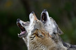 heulende Wolfe (Canis lupus lupus) - howling european wolves