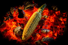 Ripe Corn Cob Is Fried On Red Hot Coals, Close-up