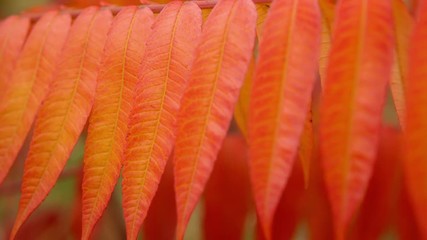 Poster - close up red leaves on bench in park autumn season