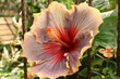 Hibiscus violet and red