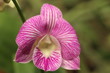 pink and white striped orchid