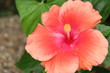 Coral and red hibiscus flower