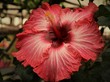 Red and dark red center hibiscus flower