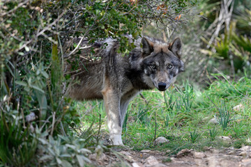 Canvas Print - Europäischer Wolf (Canis lupus lupus) - gray wolf