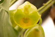 close up of yellow and green orchid