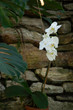 White stem of orchids against rock wall background