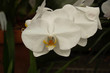 large white orchid