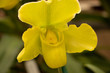 Yellow orchid blossum