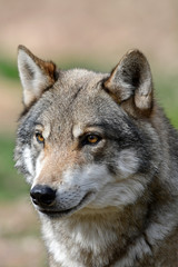 Poster - Europäischer Wolf (Canis lupus lupus) - gray wolf