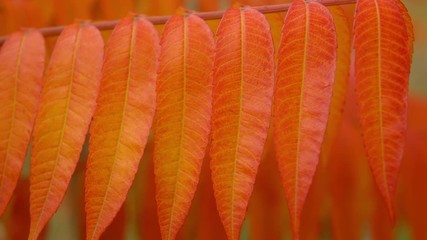Poster - colorful foliage swaying in the wind in city autumn season