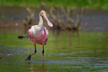 Wall Mural - Roseate Spoonbill - Platalea ajaja gregarious wading bird of the ibis and spoonbill family, Threskiornithidae