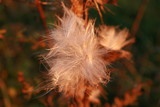 Fototapeta  - ciepłe wspomnienie jesieni