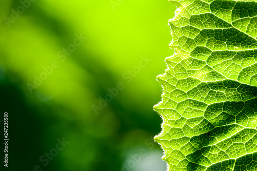 Cuadros en Lienzo Green, abstract composition with leaf texture and soft focus