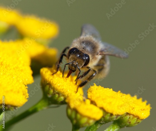 Plakat pszczoła lub pszczoła miodna zapylany żółty kwiat