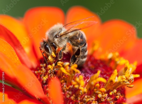 Plakat pszczoła lub pszczoła miodna na czerwony kwiat