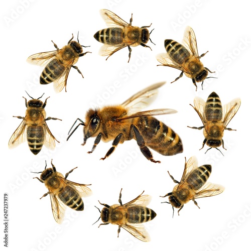 Plakat pszczoła lub pszczoła miodna na białym tle na białym tle
