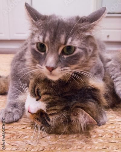 Feline Buddies Ragamuffin Medium Hair Cats Buy This Stock