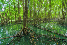 Mangrove Forest Tree And Root At Tung Prong Thong, Rayong, Thailand