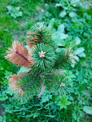 Close-up of the top of a small Christmas tree with unopened buds and two yellow branches