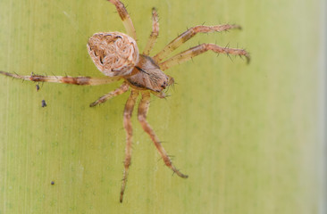 spider on a leaf