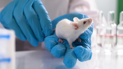 Laboratory transgenic mouse on the researcher's hand