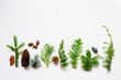 © mashiki - collection of various conifers and its cones on white backround. Set of juniperus, thuja, picea, abies, and pinus on white background. Botanical evergreen flat lay.