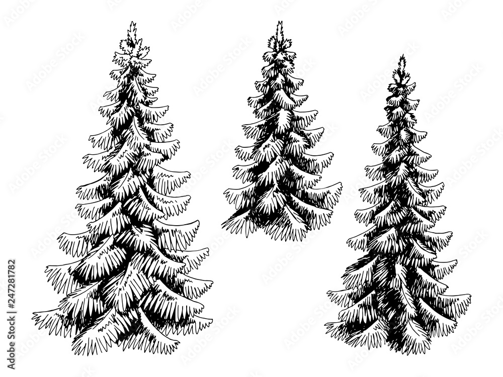 Fir tree set spruce graphic black white isolated sketch illustration ...