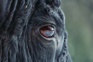 Close up photo of black bull eye with blured background