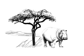 Wall Mural - Hippo near a tree in africa. Hand drawn illustration