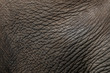 Leather, skin of the Asian elephant.