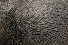 Leather, Skin Of The Asian Elephant.