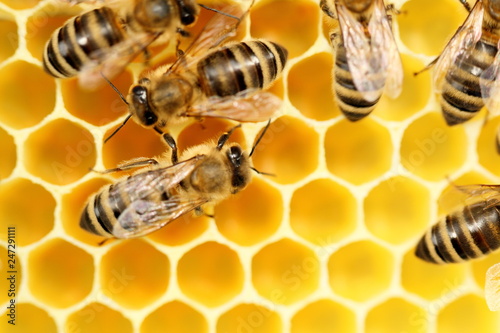 Plakat zapracowane pszczoły w pracy