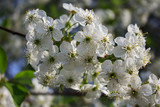 Fototapeta Kwiaty - Flowering branch of cherry tree. Festive easter background. Spring floral background. Selective focus.