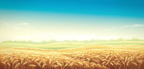 Wall Mural - Rural landscape with wheat fields and green hils on background. Raster illustration.