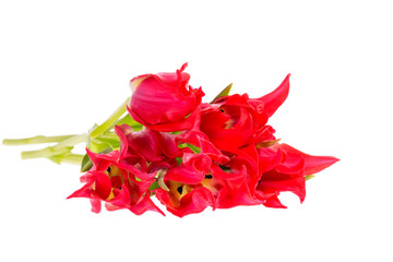 Wall Mural - Bouqet of spring flowers red tulip isolated on white background, close up