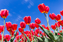Colorful Red Tulips Against A Bright Blue Sky In The Netherlands