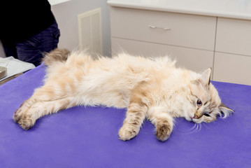 Wall Mural - Cat under anesthesia before surgery on an operating table