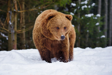 Wall Mural - wild brown bear (ursus arctos) on the snow