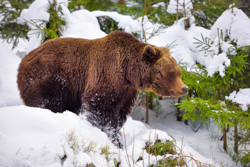 Wall Mural - the brown bear (ursus arctos) in its natural habitat