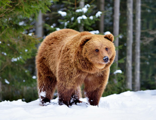 Wall Mural - wild brown bear (ursus arctos) on the snow