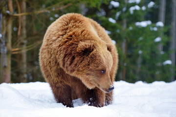 Wall Mural - wild brown bear (ursus arctos) on the snow
