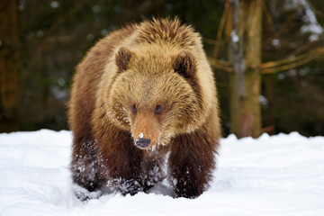 Wall Mural - cute little brown bear on the snow in winter forest