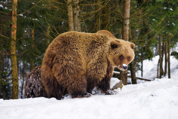 Wall Mural - the brown bear in its natural habitat