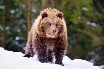 Wall Mural - cute little brown bear on the snow in winter forest