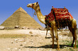 camel and pyramid