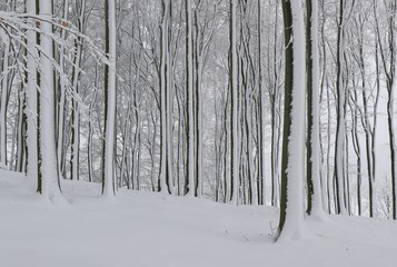 Poster - Beautiful winter landscape with beech trees. Winter in the forest.