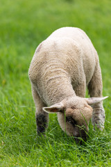 Lamb on grass field