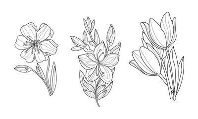 Wall Mural - Vector set of 3 sketchy ornamental flowers. Beautiful blooming plants. Botanical theme. Hand drawn illustrations