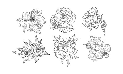 Wall Mural - Vector set of beautiful hand drawn flowers. Monochrome rose, lily, peony, orchid and hibiscus