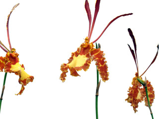 Wall Mural - brown yellow  butterfly orchid (Psychopsis) isolated on white background